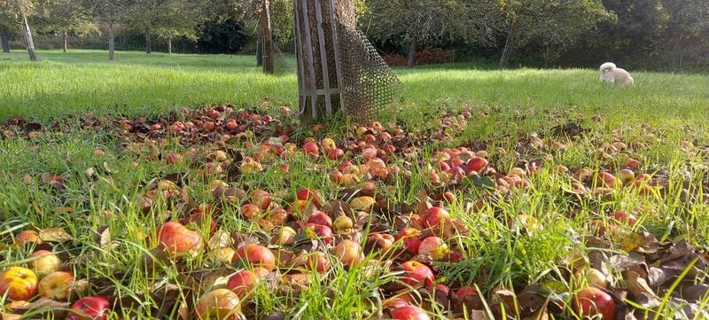 File:Apples on the ground vicel js102023.jpeg