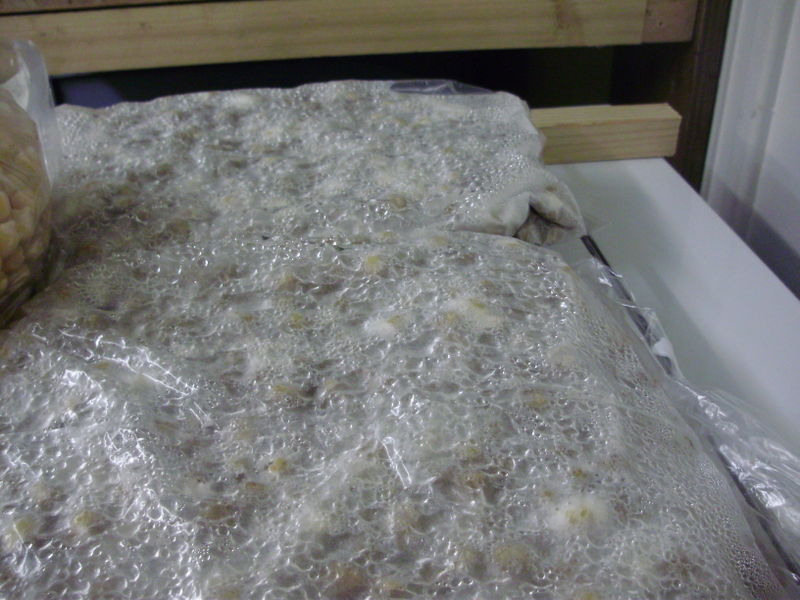 File:Tempeh fermenting faa25052017.jpg