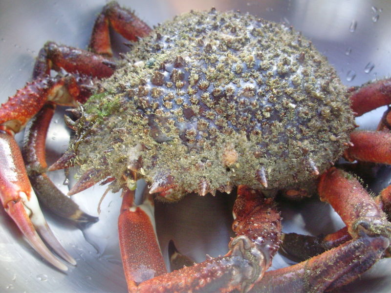 File:Seafood chowder crab faa20052017.jpg