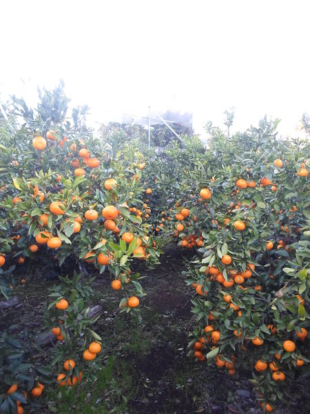 File:Kinkan fruit harvest 1600 korea 2013.jpg