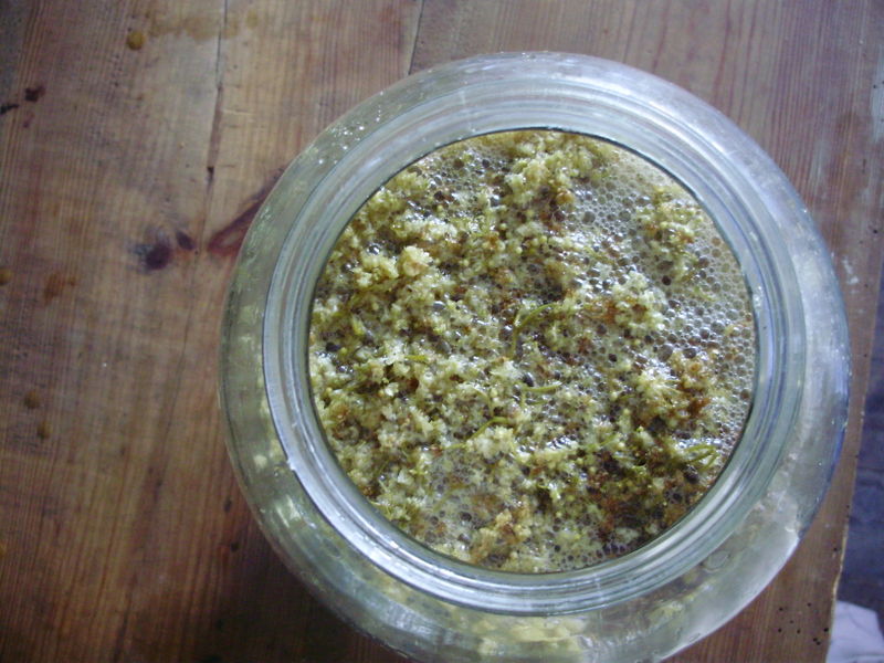 File:Elderflower syrup fermenting faa30052017.jpg